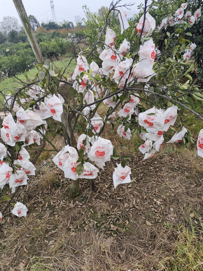 明日见
