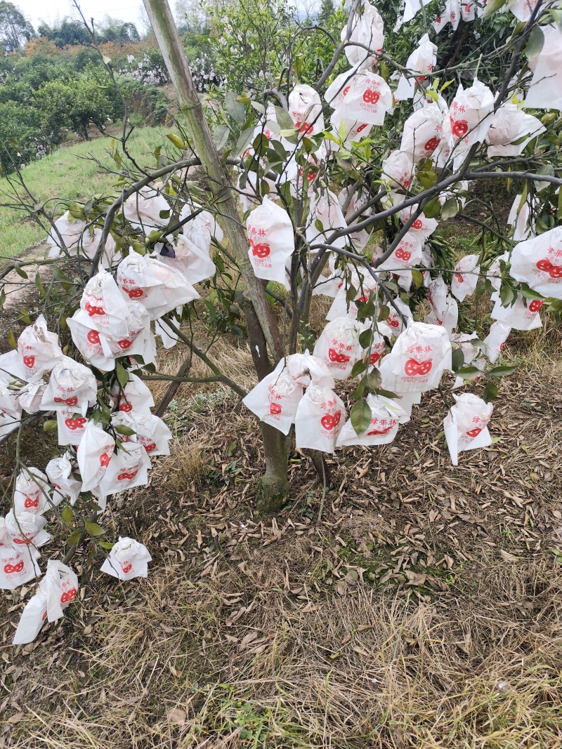 明日见