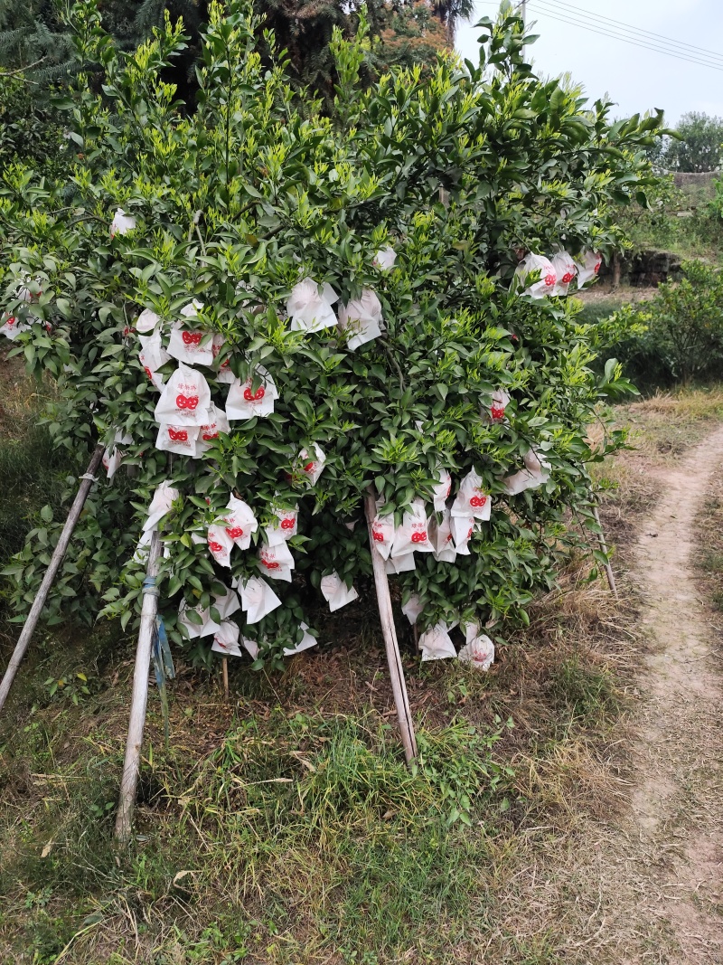 明日见