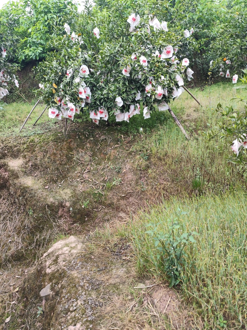 明日见