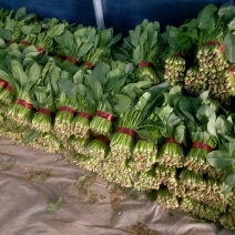精品小把波菜