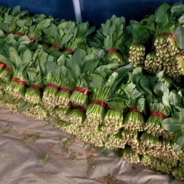 精品小把波菜