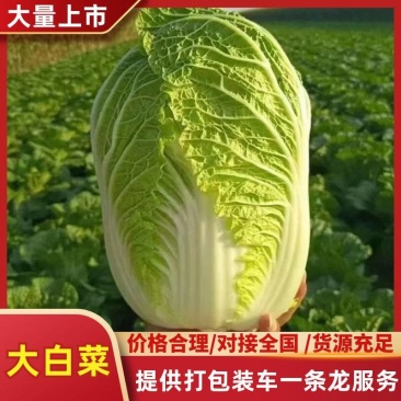山东大白菜产地直供新鲜黄心脆嫩基地批发量大价优