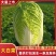 山东大白菜产地直供新鲜黄心脆嫩基地批发量大价优