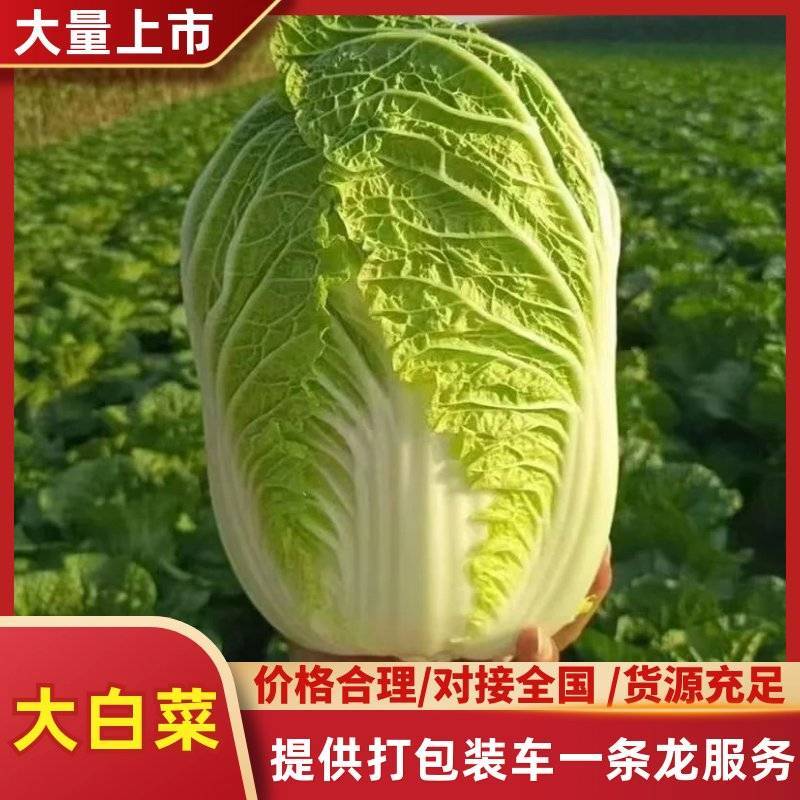 山东大白菜产地直供新鲜黄心脆嫩基地批发量大价优