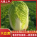 山东大白菜产地直供新鲜黄心脆嫩基地批发量大价优
