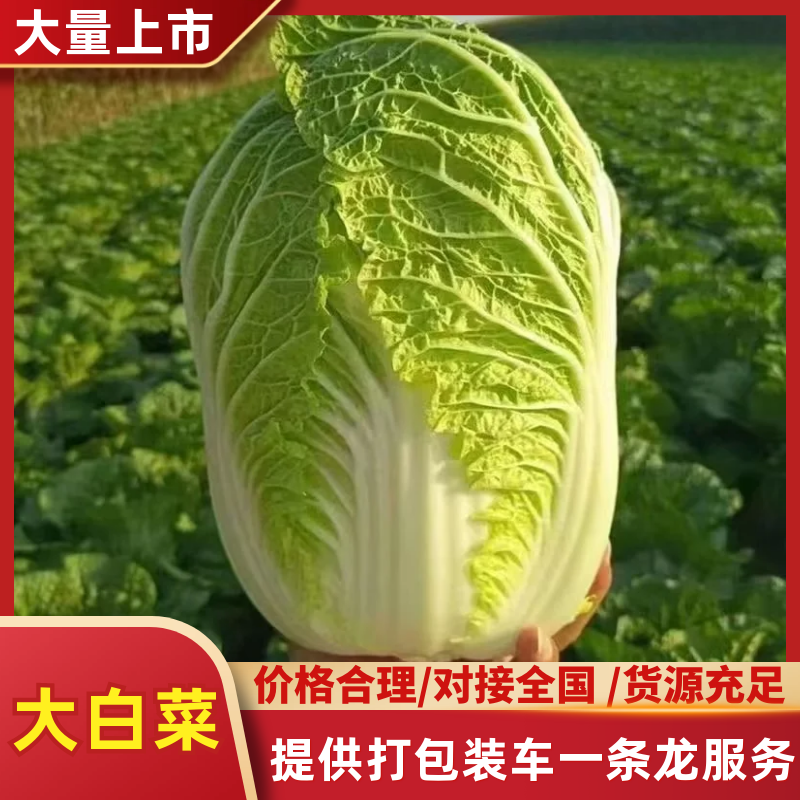 山东大白菜产地直供新鲜黄心脆嫩基地批发量大价优