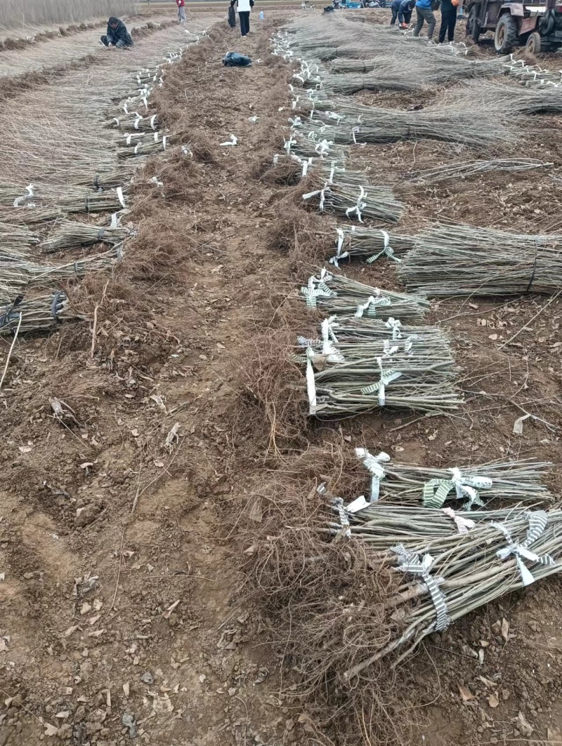 2026年春金叶榆基地金叶榆批发金叶榆嫁接