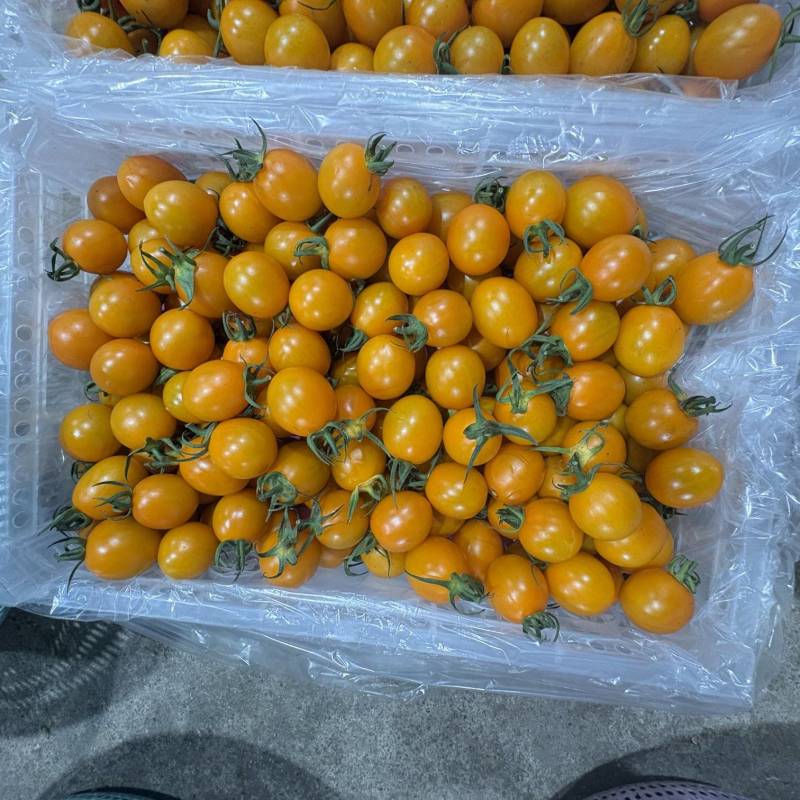 《推荐》香芒皇后圣女果大量上市品质保证诚信合作