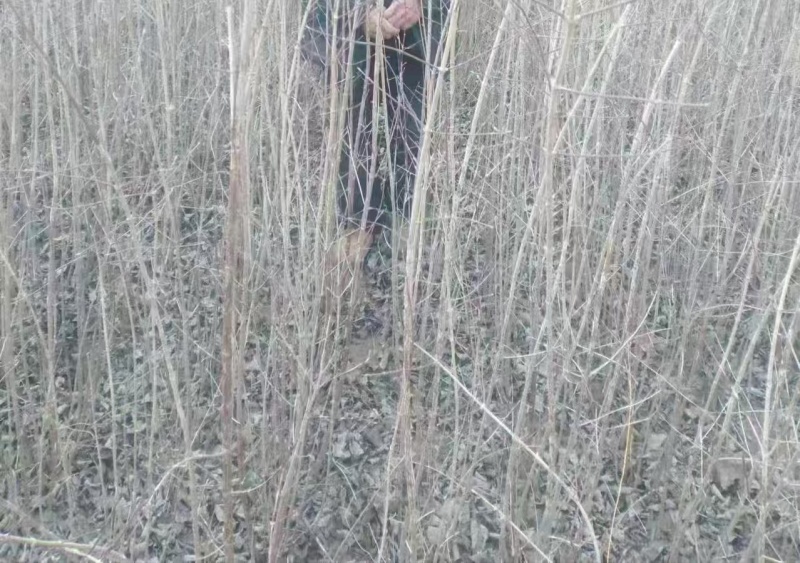 高产2~3年生山茱萸树苗，山萸肉树苗，3万棵优质新品种
