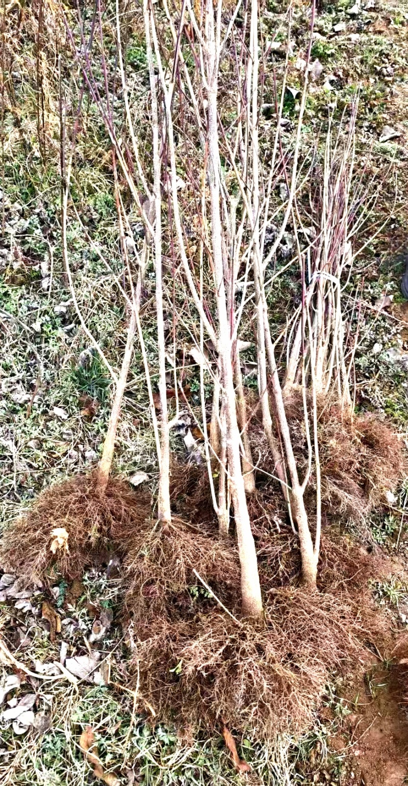 高产2~3年生山茱萸树苗，山萸肉树苗，3万棵优质新品种