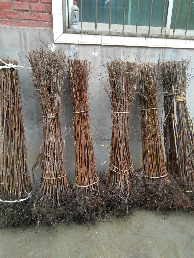 高产2~3年生山茱萸树苗，山萸肉树苗，3万棵优质新品种