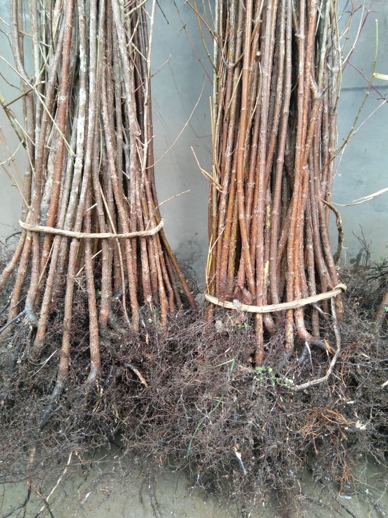 高产2~3年生山茱萸树苗，山萸肉树苗，3万棵优质新品种