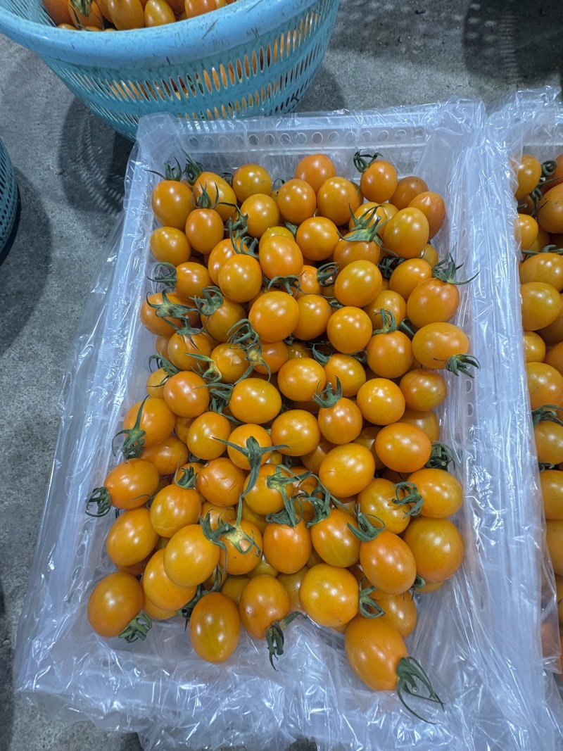 《推荐》香芒皇后圣女果大量上市品质保证诚信合作