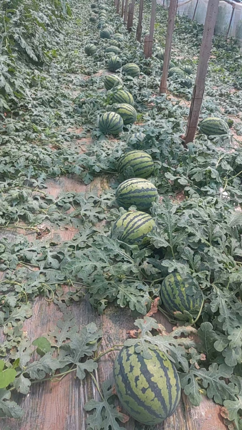 精品山东甜王西瓜，产地直发，量大价优，支持视频看货