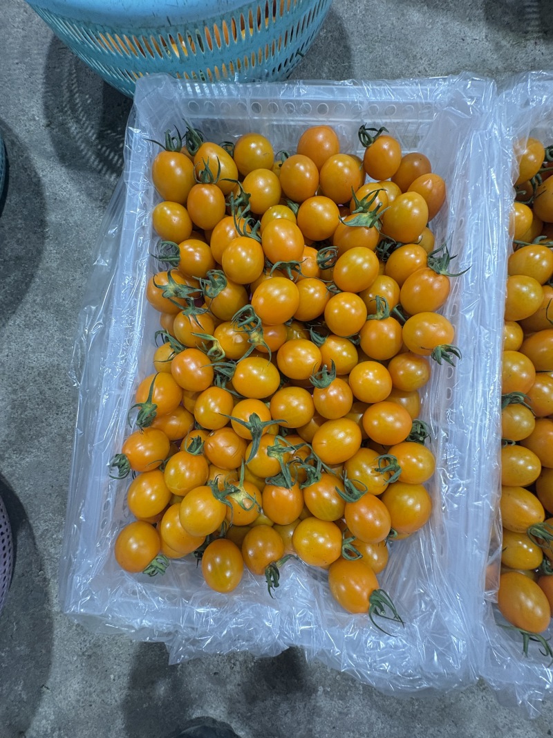 《推荐》香芒皇后圣女果大量上市品质保证诚信合作