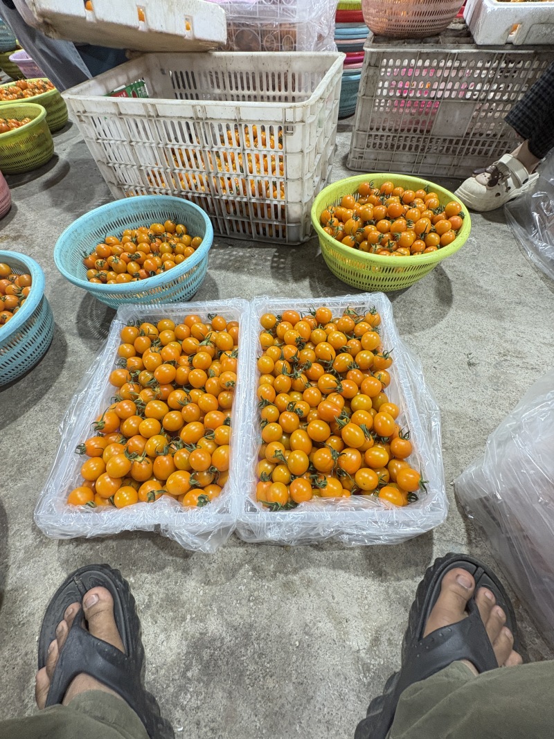 《推荐》香芒皇后圣女果大量上市品质保证诚信合作