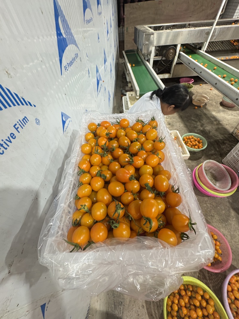《推荐》香芒皇后圣女果大量上市品质保证诚信合作