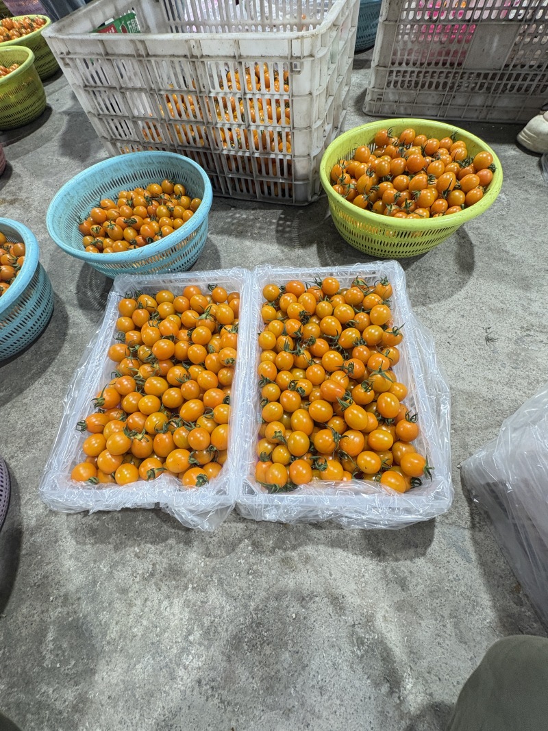 《推荐》香芒皇后圣女果大量上市品质保证诚信合作