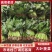 大叶菠菜新鲜鲜嫩山东产地直供大棚蔬菜量大批发