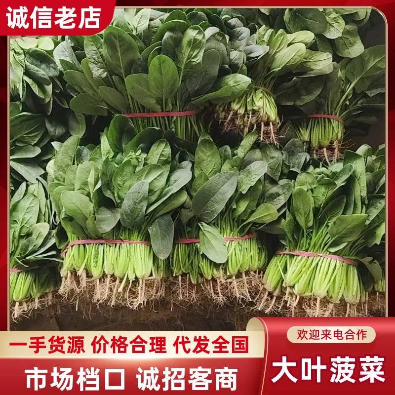 大叶菠菜新鲜鲜嫩山东产地直供大棚蔬菜量大批发