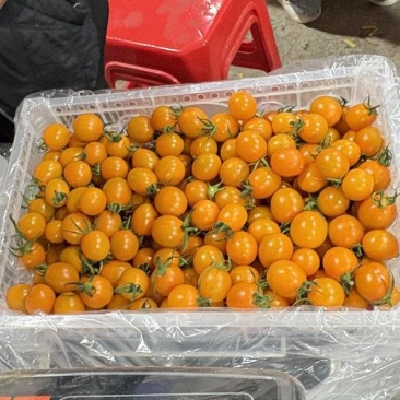 【实力】香芒皇后圣女果大量上市货源充足保质保量欢迎下单