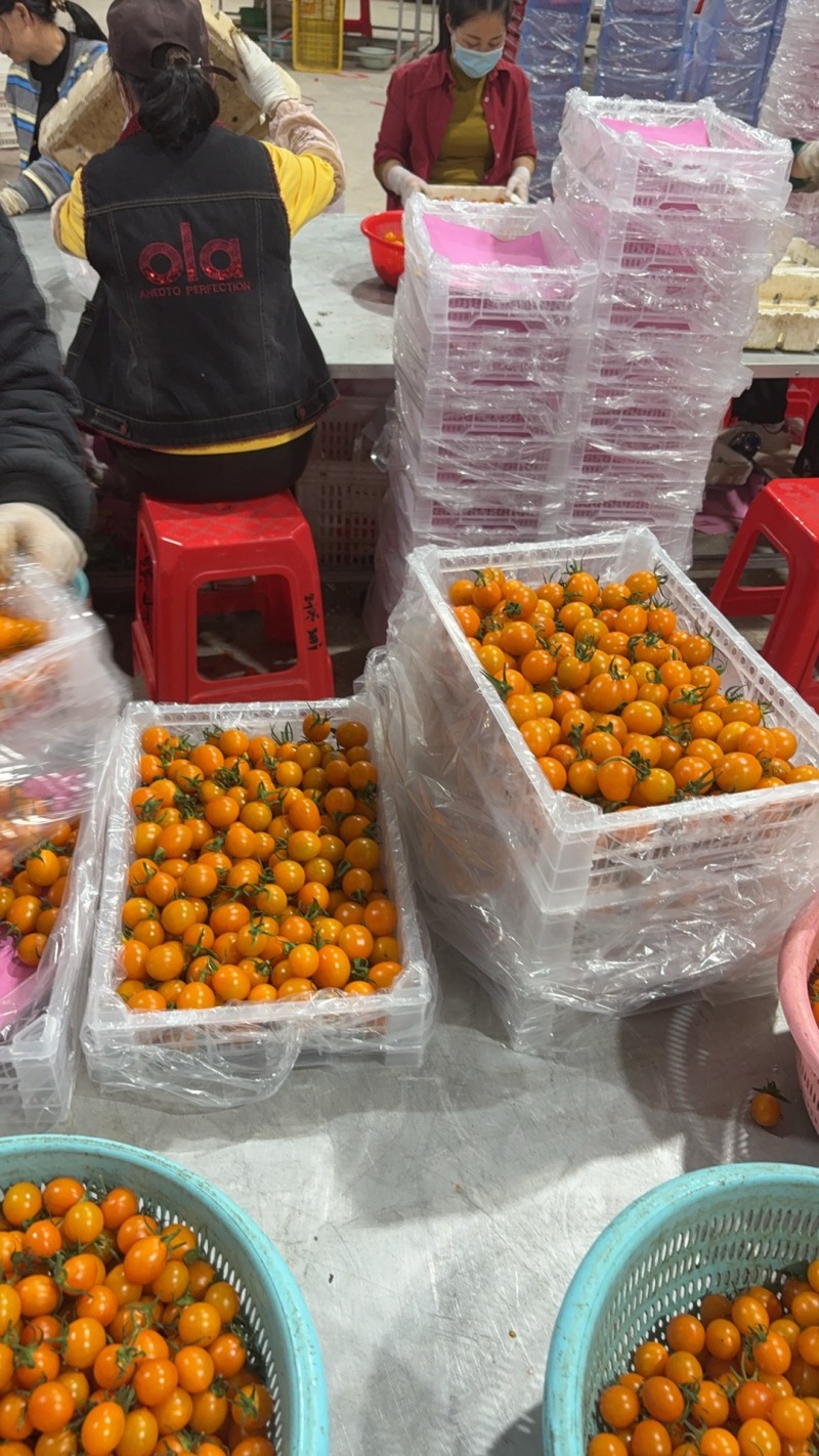 【实力】香芒皇后圣女果大量上市货源充足保质保量欢迎下单
