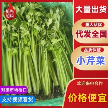 山东小芹菜产地直供新鲜鲜嫩实心芹菜基地批量批发