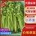 山东小芹菜产地直供新鲜鲜嫩实心芹菜基地批量批发