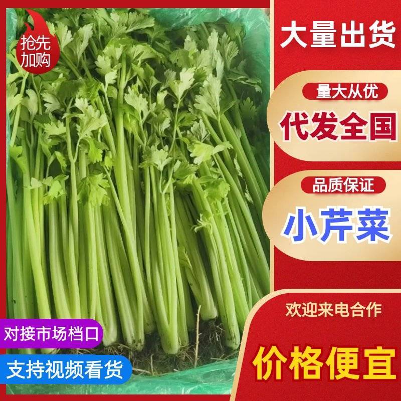 山东小芹菜产地直供新鲜鲜嫩实心芹菜基地批量批发