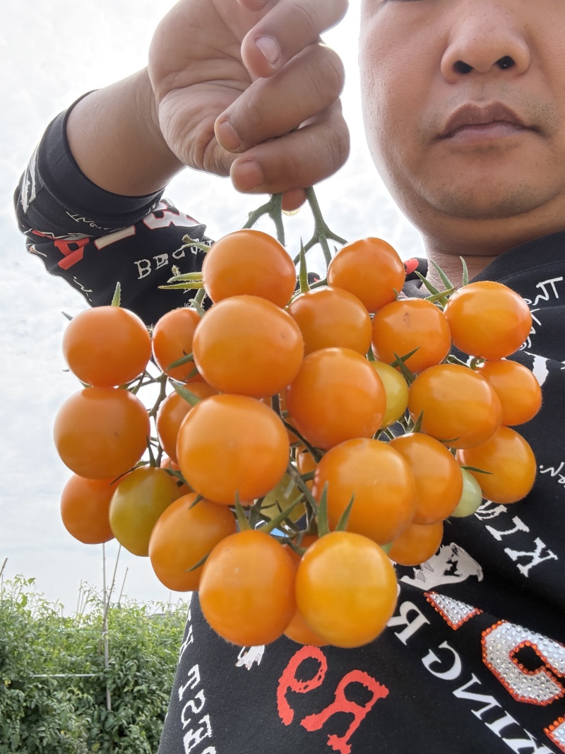【实力】香芒皇后圣女果大量上市货源充足保质保量欢迎下单