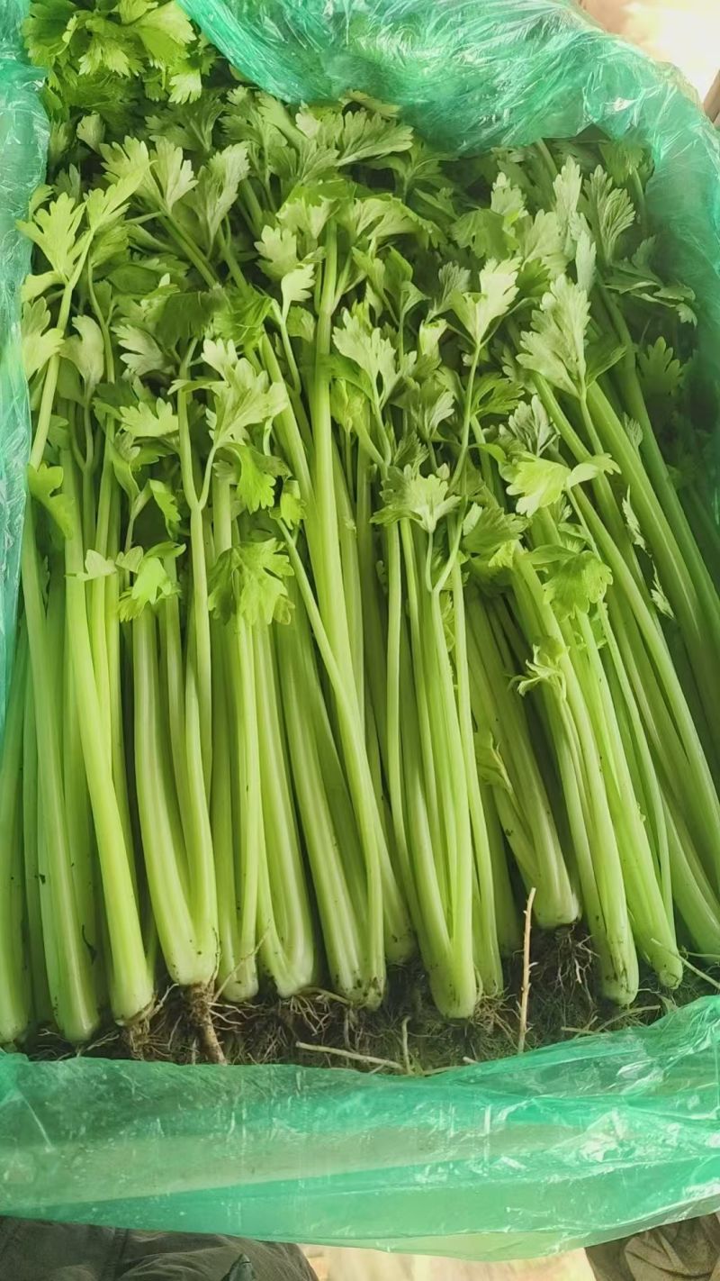 山东小芹菜产地直供新鲜鲜嫩实心芹菜基地批量批发
