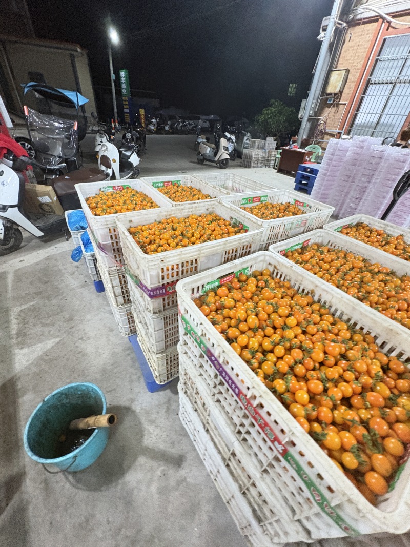 【实力】香芒皇后圣女果大量上市货源充足保质保量欢迎下单