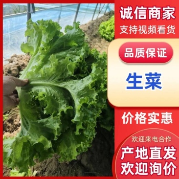 正宗山东生菜鲜嫩爽口产地货源蔬菜量大价优批发