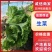 正宗山东生菜鲜嫩爽口产地货源蔬菜量大价优批发