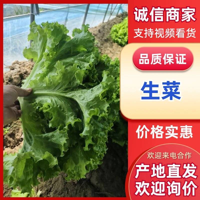 正宗山东生菜鲜嫩爽口产地货源蔬菜量大价优批发