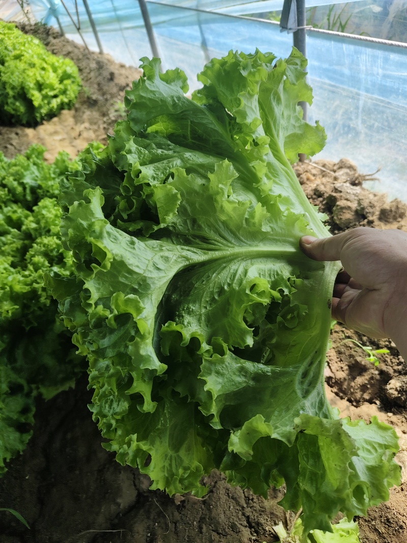 正宗山东生菜鲜嫩爽口产地货源蔬菜量大价优批发