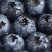 一件代发各大平台电商达人主播线下高品质蓝莓