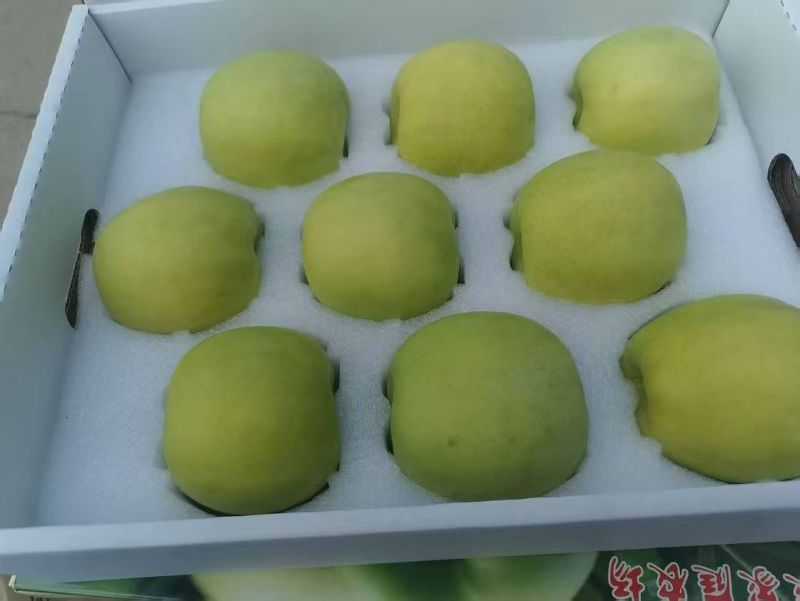 瑞雪苹果