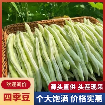 山东新鲜芸豆产地直供大棚鲜嫩四季豆量大批发