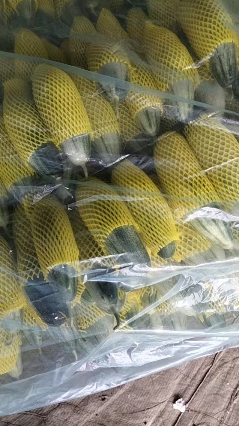精品羊角蜜甜瓜，产地直发，支持视频看货