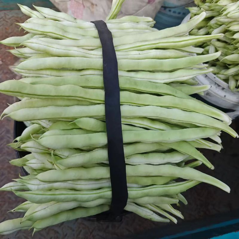 山东新鲜芸豆产地直供大棚鲜嫩四季豆量大批发