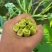 山东新鲜芸豆产地直供大棚鲜嫩四季豆量大批发