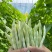 山东新鲜芸豆产地直供大棚鲜嫩四季豆量大批发