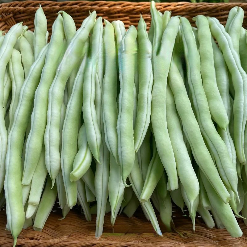 山东新鲜芸豆产地直供大棚鲜嫩四季豆量大批发
