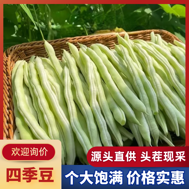 山东新鲜芸豆产地直供大棚鲜嫩四季豆量大批发