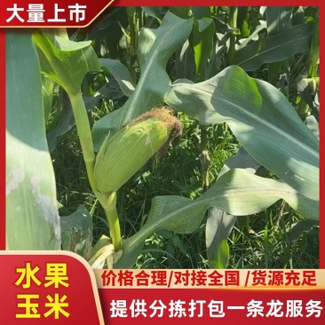水果玉米/产区直发/基地直采/货源充足/
