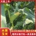 水果玉米/产区直发/基地直采/货源充足/