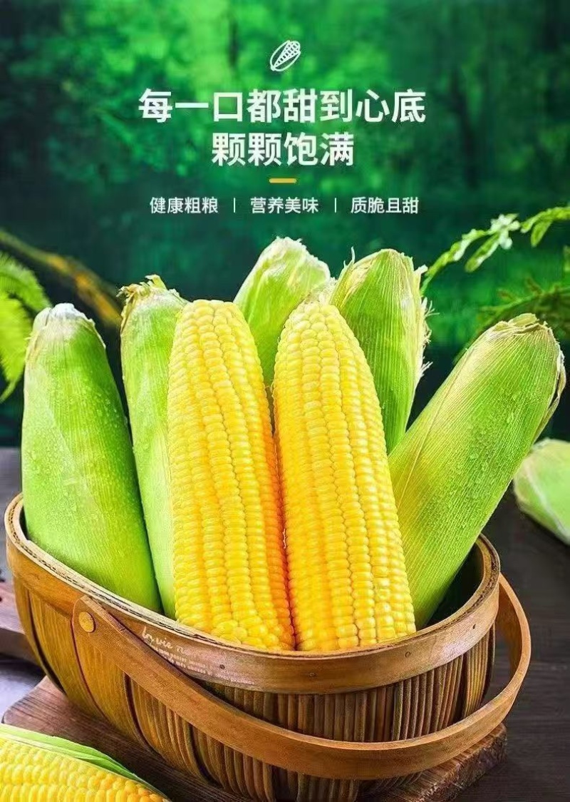 水果玉米/产区直发/基地直采/货源充足/