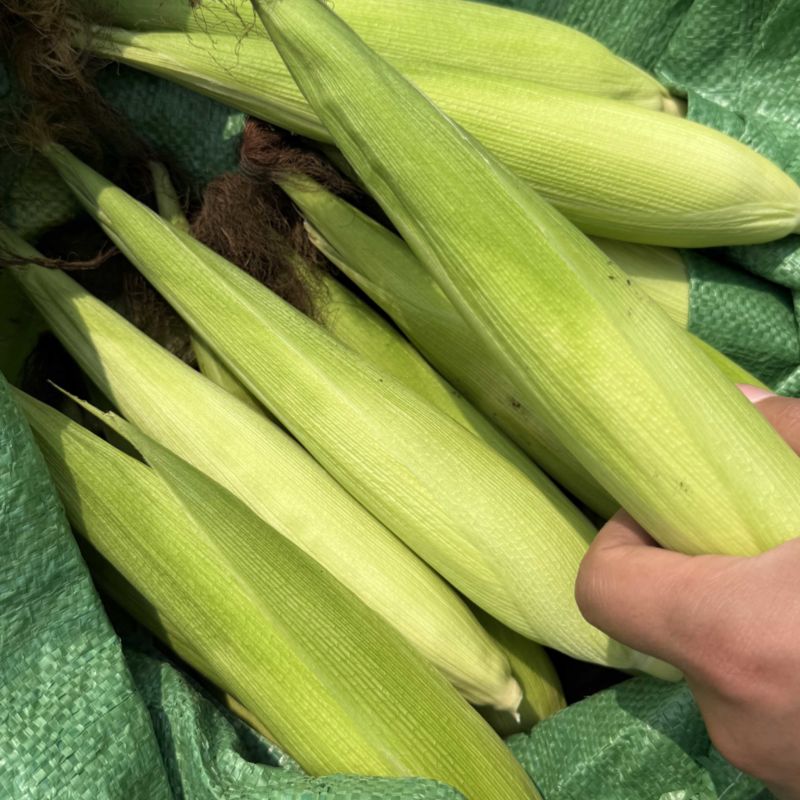 西双版纳拇指玉米产地直发